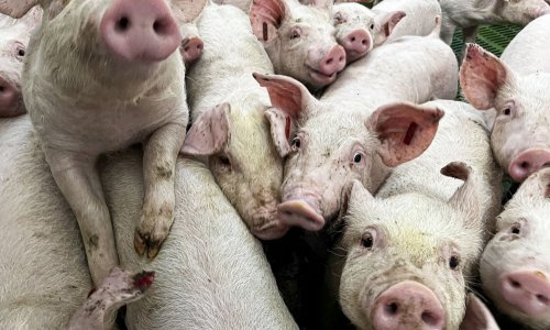 Veterinarska komora upozorava: Svinjska kuga i dalje prijeti, virus nije nestao