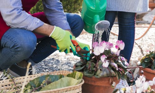 Ako imate biljke, ovo morate znati – plastične teglice kakve poznajemo odlaze u povijest