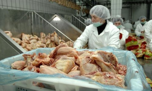 Opet pronađena salmonela u piletini