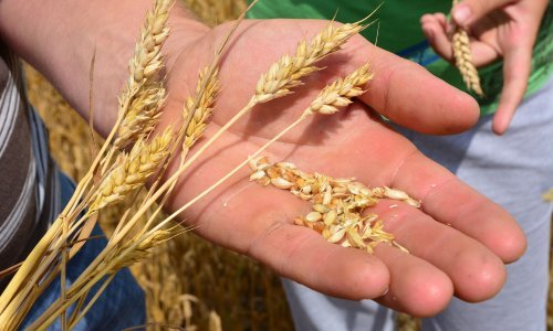 U Hrvatskoj raste proizvodnja pšenice, no jedna 'žitarica za zrno' bilježi pad