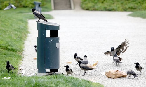 Zagreb pod opsadom: Vrana je sve više, evo što stručnjaci savjetuju građanima