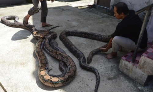 Duga 7,22 metra: Ženka mrežastog pitona je najduža zmija ikad izmjerena u divljini