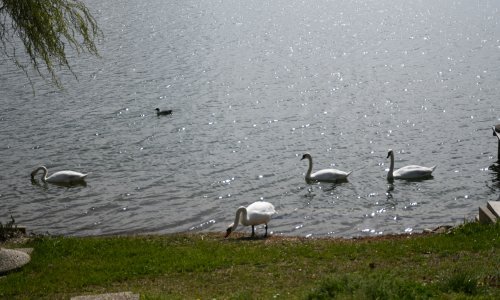 Potvrđen drugi slučaj influence ptica na sjeveru Hrvatske