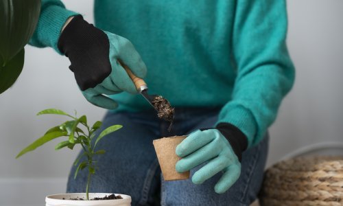 Kada je najbolje za to: Postoji pravo i krivo vrijeme za presađivanje sobnih biljaka