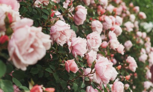 Jedan potez je ključan: Evo što napraviti u veljači za bujan cvat ruža cijelo ljeto