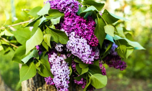 Jedan rez u veljači čini čuda: Ovako ćete natjerati omiljeni grm da 'poludi' od cvjetova cijelo ljeto