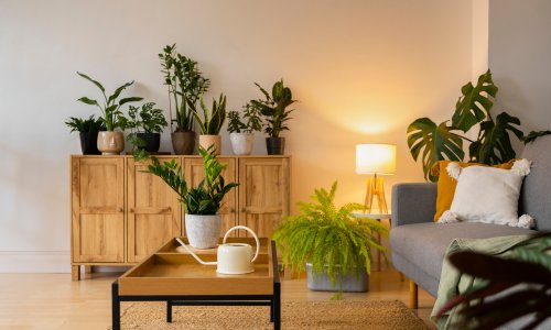 Idealna biljka za početnike: Preživjet će i ako je zaboravite zaliti