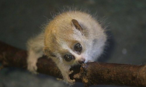 Zoo Zagreb se pohvalio slatkom novom prinovom: Ovo je jedini otrovni primat