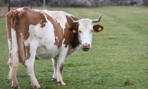 U Hrvatskoj više nema tuberkuloze goveda, no ne zna se šteta