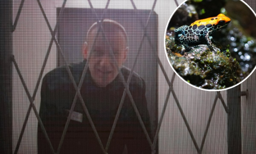 Što je žablji otrov kojim je ubijen Navaljni? Jači je 200 puta od morfija, a evo kako djeluje na tijelo
