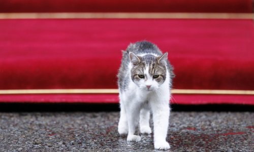 Preživio je šest premijera i lude covid tulume Borisa Johnsona: Mačak Larry slavi 15 godina službe