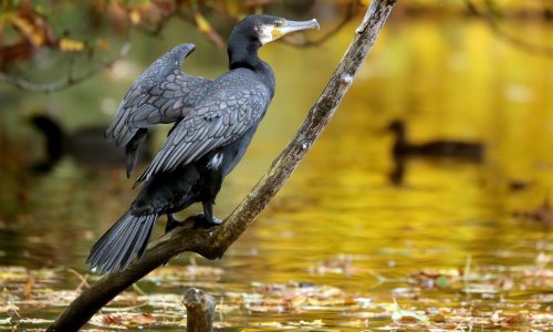 Kakva priča: Kormoran se ozlijedio pa pomoć potražio u bolnici