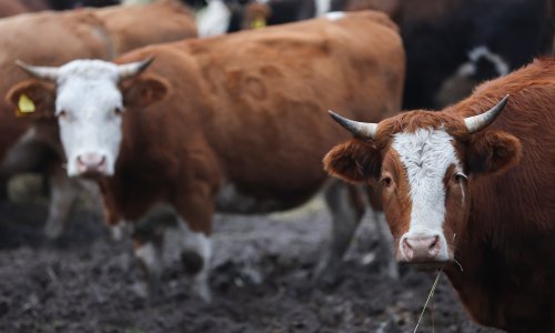 Francuzi traže istragu o dodatku za stočnu hranu: Kina nas minira