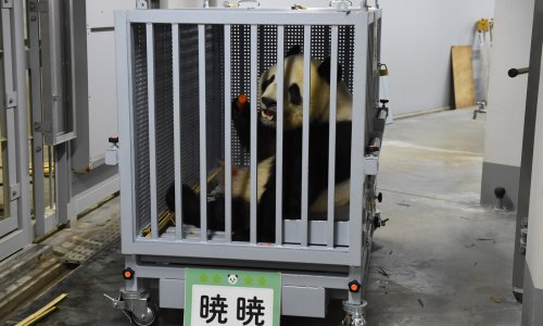 Kina udara Japan tamo gdje najviše boli: I pande su im uzeli