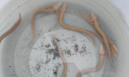 Zagrebački ZOO jedini na svijetu ima ove životinje: Ovako je tekla akcija spašavanja iz Cetinske krajine