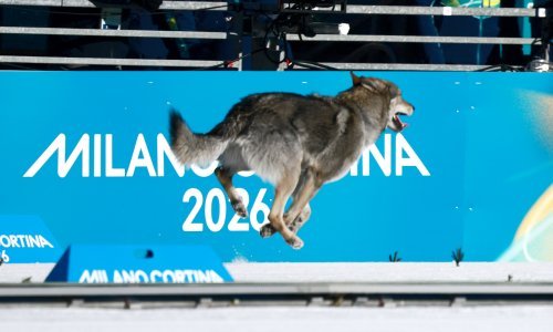 Pogledajte lude scene s Olimpijskih igara: Pas utrčao na stazu usred natjecanja