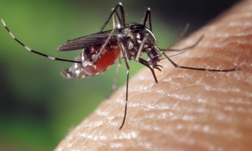 Virus koji prenose komarci odnio još jedan život: U Hrvatskoj troje zaraženih, jedan na respiratoru
