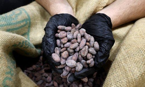 Obala Bjelokosti snizuje otkupnu cijenu kakaovca? 'Hrabre, ali realne odluke'