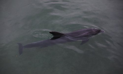 Tužan kraj: Dupinka u rijeci Jadro rodila mrtvo mladunče
