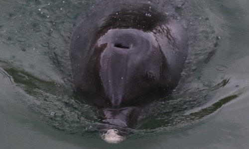 Dupin u rijeci Jadro rađa mladunče: Sad su dva moguća scenarija