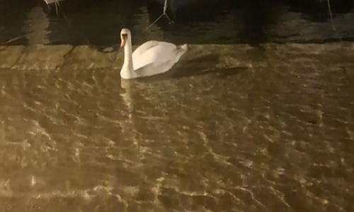 Jako jugo poplavilo i Šibenik: Širi se snimka labuda koji pliva na cesti