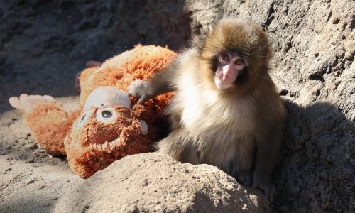 Punch osvojio srca diljem svijeta: Kako je majmun iz japanskog ZOO-a postao viralna senzacija