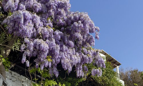 Vrijeme istječe: do kraja veljače morate orezati ove tri biljke u vrtu