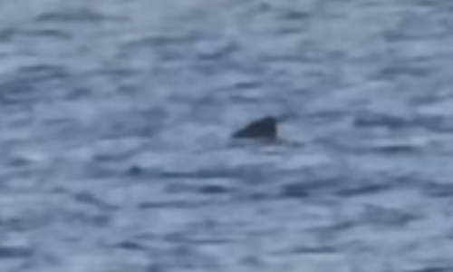 Kod Cresa snimljena druga najveća vrsta morskog psa