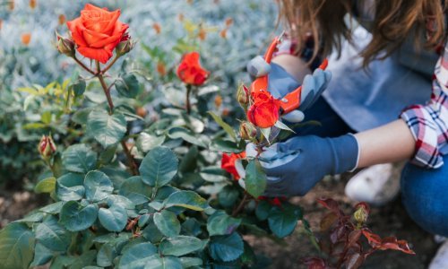 Za uzgoj najljepših ruža morate se držati ovih jednostavnih pravila