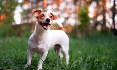 Tvrdoglavi šarmer koji ne zna za umor: Vodič kroz karakter i njegu Jack Russell terijera