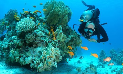 VIDEO Otkriće stoljeća: Majka i kći pronašle divovsku koloniju uz obalu Australije
