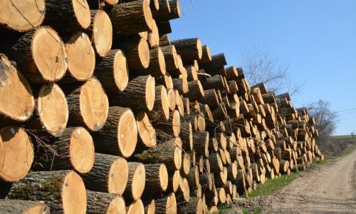 Hrast iz Hrvatske srušio rekorde: Trupac prodan za cijenu dobrog auta