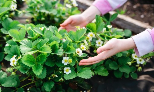 Još niste zakasnili: Evo što se sadi u veljači za prekrasan vrt