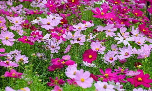Želite vrt pun boja? Prekrasan ljetni cvijet sije se već sada