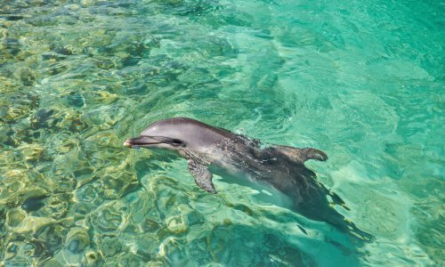 Kemikalije iz televizora i laptopa pronađene u mozgovima dupina i pliskavica