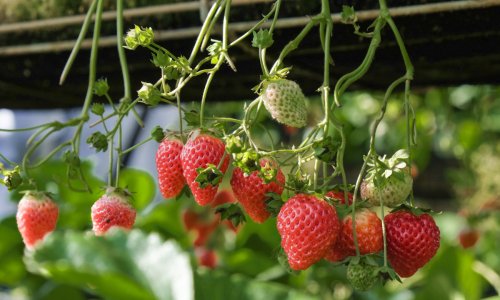 Sada je pravo vrijeme: Kako posijati jagode za snažan rast i obilje plodova