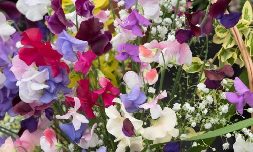 Ova mirisna penjačica bila je hit u devedesetima, a sad se vraća u sve više vrtova