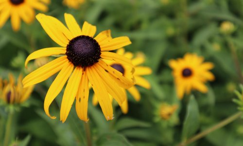 Žuti cvjetni dragulj osvaja vrtove, a nikako ne preskačite važan korak pri izgoju