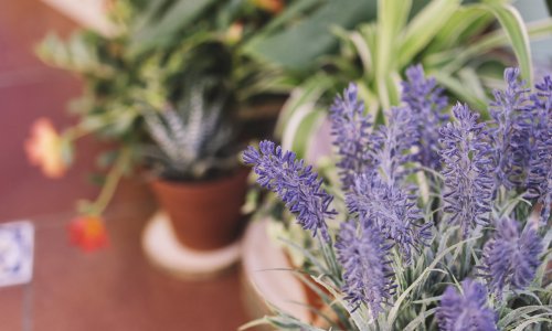 Tajna bujne i mirisne oaze: Koje začinsko bilje obavezno trebate saditi zajedno