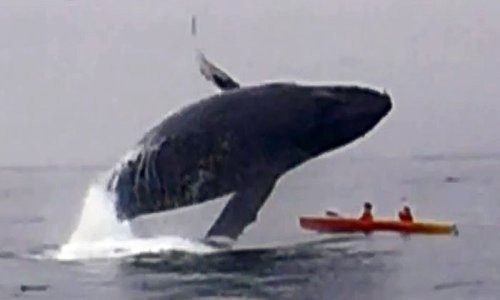 Kit od 40 tona skočio na kajak s dvoje ljudi!