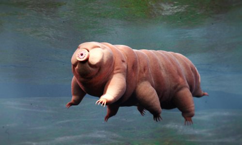 Ekstremofili pod pritiskom: Što bi se dogodilo vodenim medvjedima na Marsu?