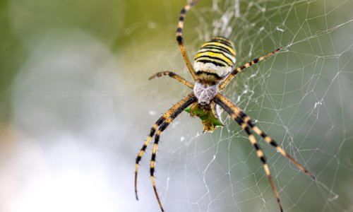 Znanstvenici: 'Kukci i paučnjaci važniji su za zdravlje planeta nego što mislimo'