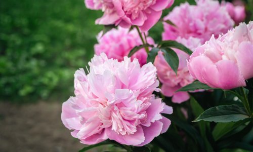 U ožujku morate napraviti najvažniji korak kako biste uživali u cvatnji divnih božura