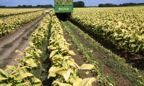 Ugovorena nova proizvodna sezona duhana, poznato i na koliko hektara će se rasaditi