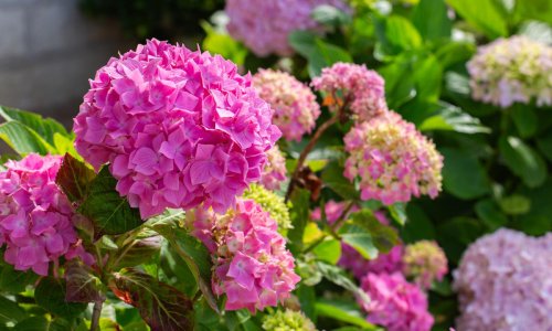 Izbjegnite greške: Evo kako pravilno orezati hortenzije za raskošan cvat cijelo ljeto