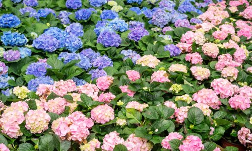 Jedan detalj odlučuje hoće li hortenzije biti plave ili ružičaste - evo kako mijenjati boju