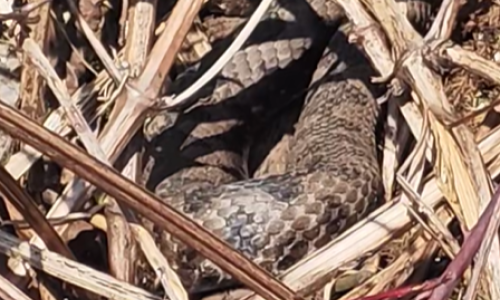 Nevjerojatna scena u Gorskom kotaru: Otac i sin naišli na više poskoka, njihova reakcija iznenadila mnoge
