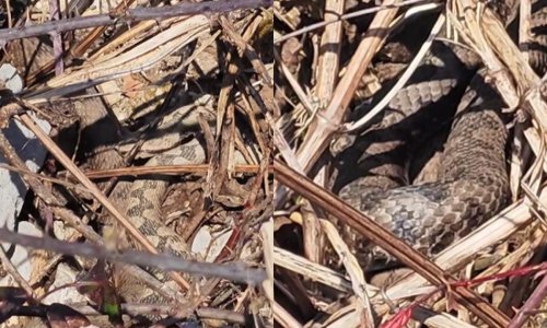 Nevjerojatna scena u Gorskom kotaru: Otac i sin naišli na više poskoka, njihova reakcija iznenadila mnoge