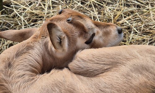 U Zoološkom vrtu u Zagrebu rođen sabljorogi oriks Pistacio: Tata je rođen u Leipzigu, mama je došla iz Amsterdama