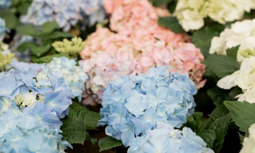Zasadili ste ruže i hortenzije jedne pored drugih? Evo zašto je to jako loša ideja